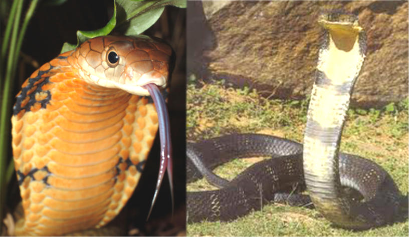 جهوڙ نانگ (King Cobra/ Ophiophagus Hannah)