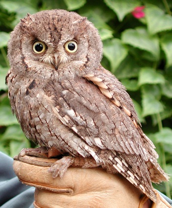 چٻرو (Owl)