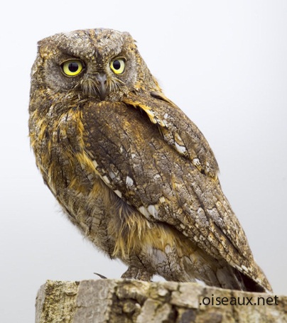 چٻرو، چُغل، چغد (Spotted Owlet/ Athene brama)