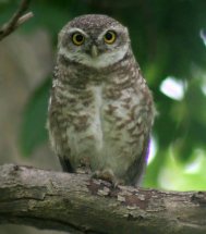 يوريشيائي ننڍو گگهه (Eurasian Scops Owl/ Otus scops): 25 