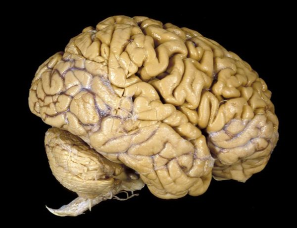 دماغ/مغز