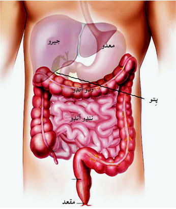 آنڊو