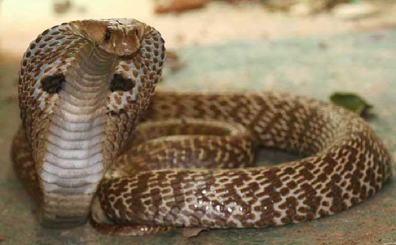 اصيل نانگ