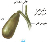 پتو