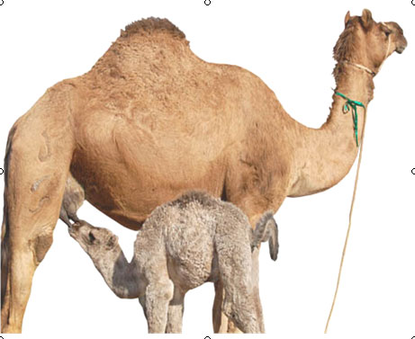 بيڪانيري اٺ