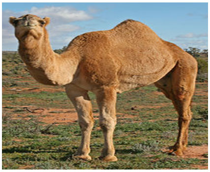 اٺ