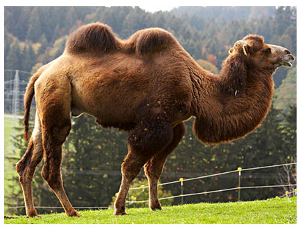 اٺ