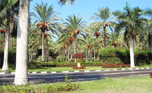 کجين جي هڪ باغ جو منطر