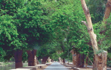 ٽالهي جا وڻ