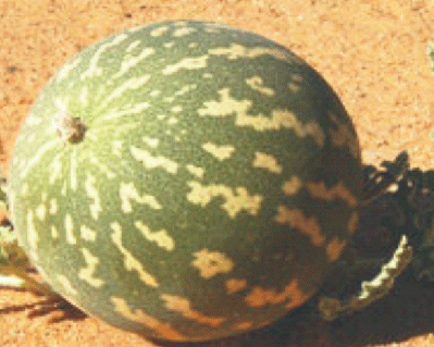 ٽوهه