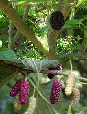 توت