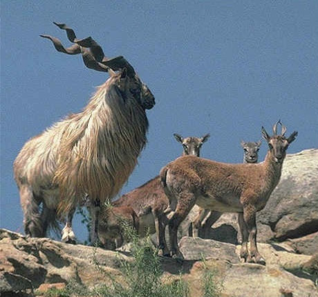 ڄانگهو(هرڻ)