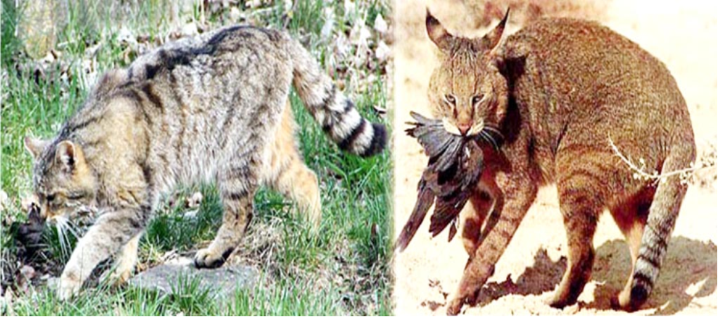 جهنگ ٻِلو (Jungle Cat/ Felis chaus)