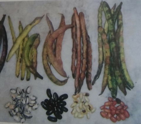 چؤنئرا/ رانھان