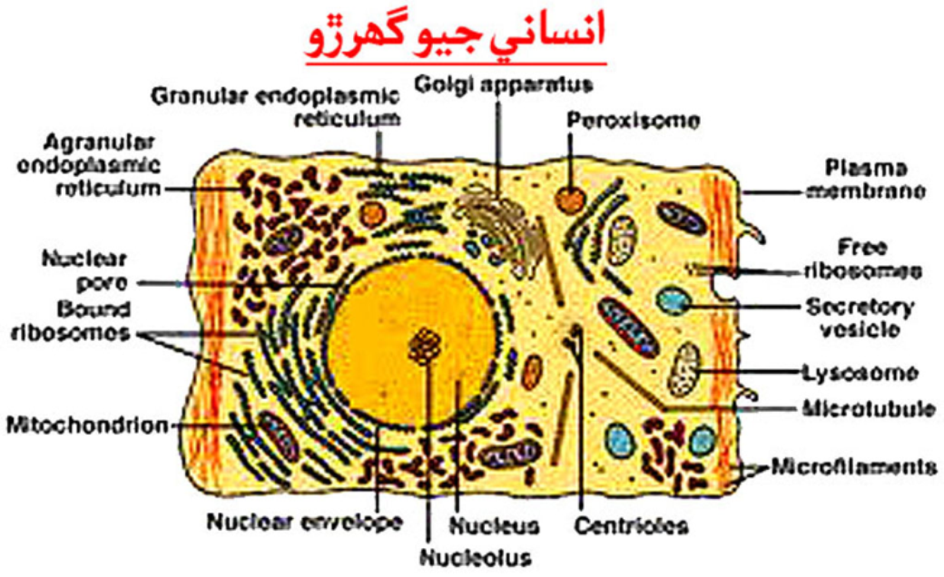 انساني جيوگھرڙو