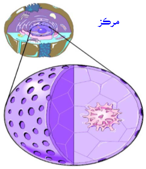 خُليو /جيوگهرڙو (Cell)