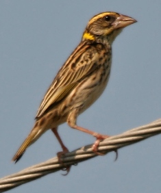 درزي ننڍو