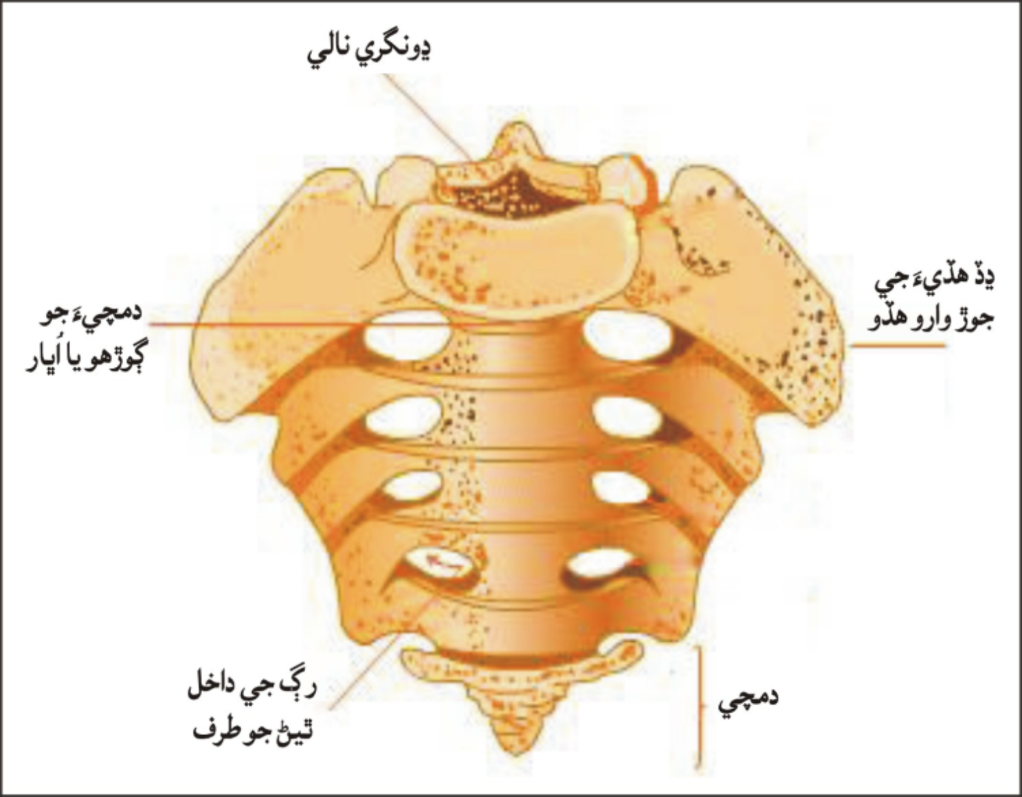 دمچيءَ جو هڏو