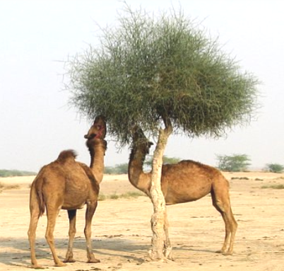 روهي