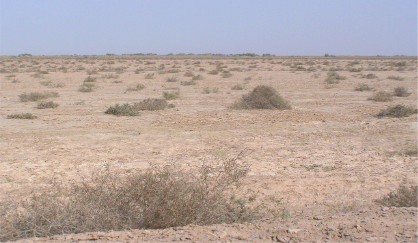 روهي