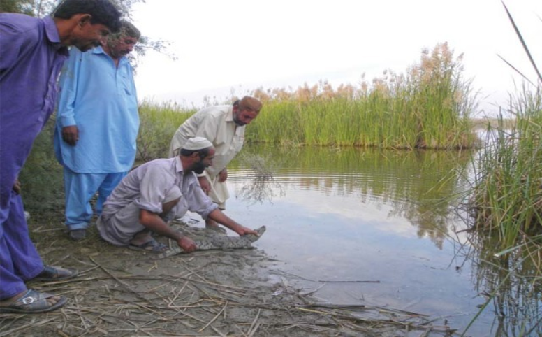 مکي ڍنڍ سانگھڙ