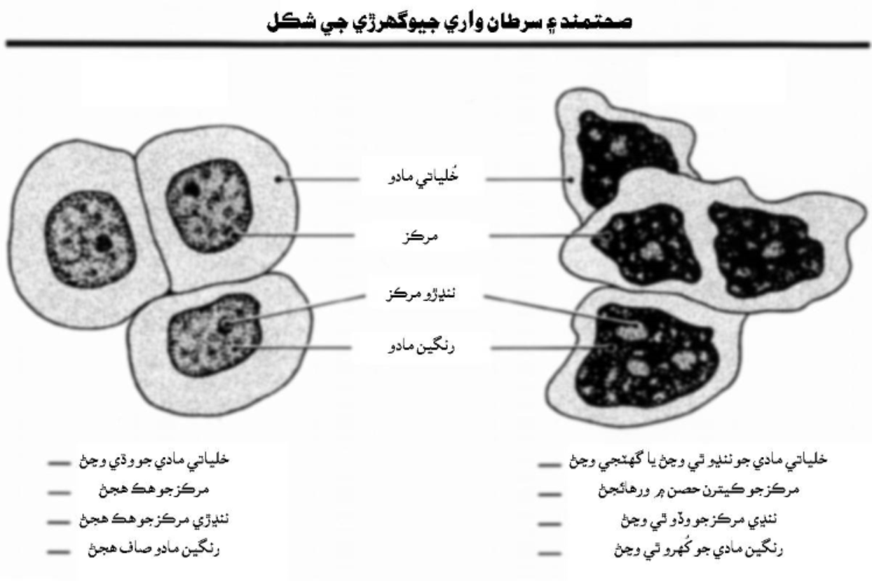 سرطان1