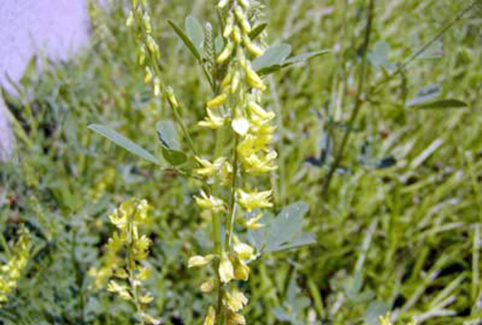 سنجهُه