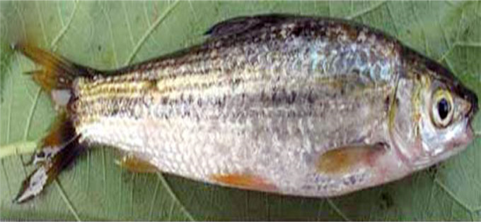 سُڻي