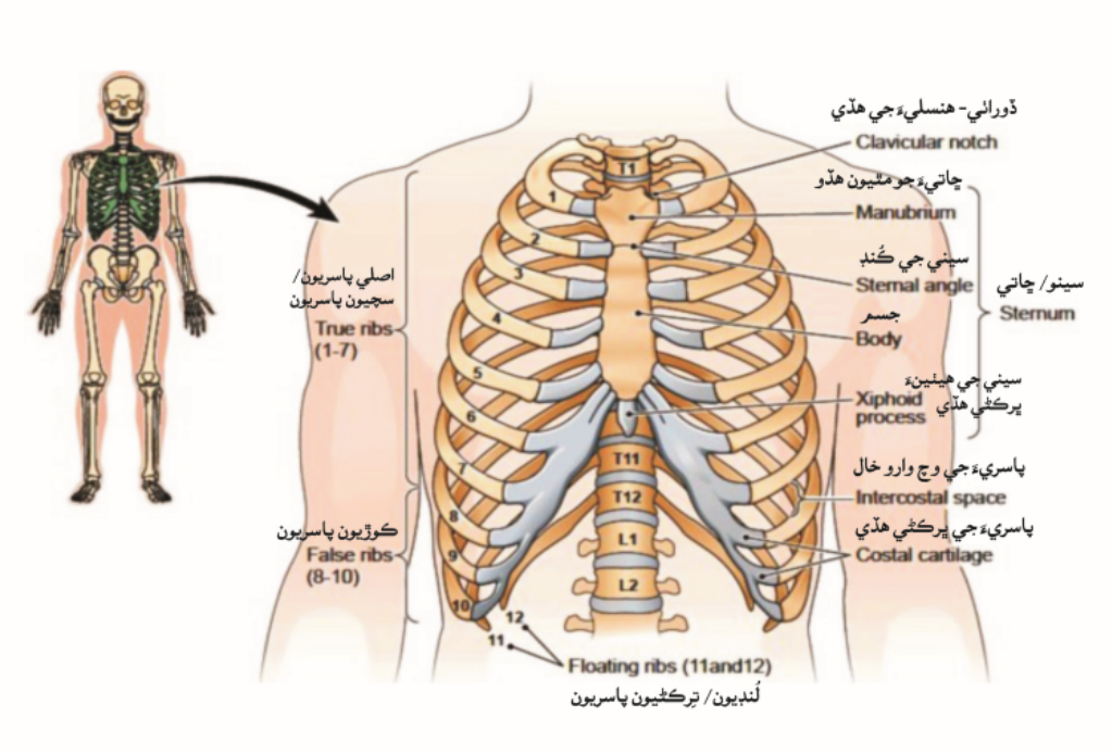سِينو ڀانڊو: Chest/ Thorax