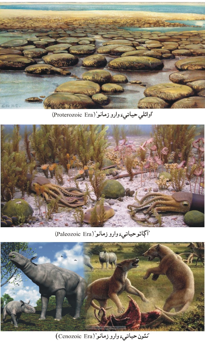 اوائلي حياتيءَ وارو زمانو