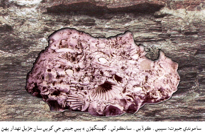 سامونڊي جيوت: سپين، ڪوڏين، سانڪوٽن، گھينگھڙن ۽ ٻين جيتن جي کوپن سان جڙيل تهدار پهڻ