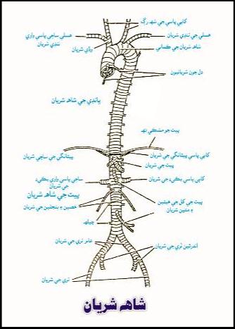 شاهه شريان