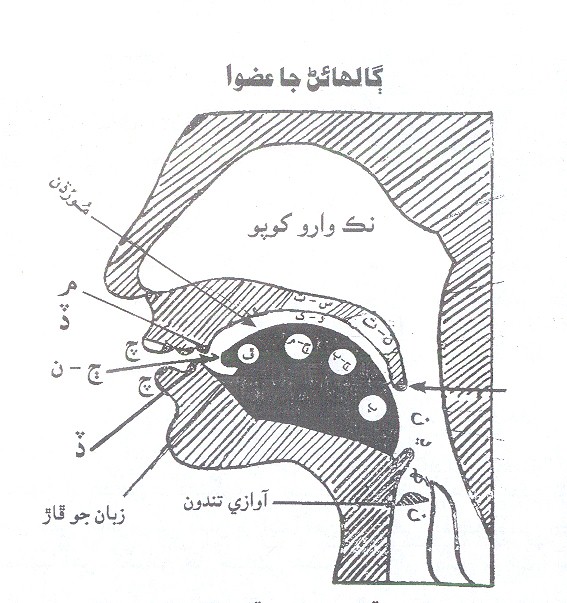ڳالھائڻ جا عضوا