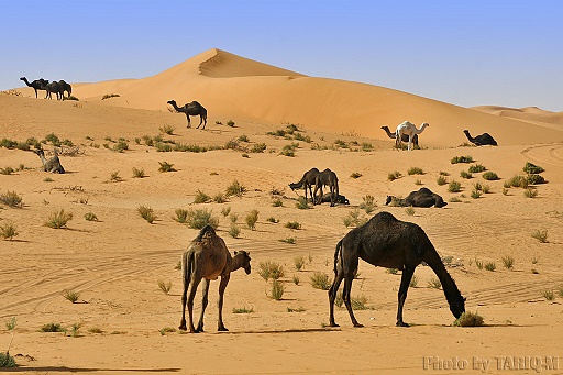 عربي صحرا