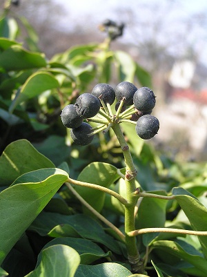 عشق پيچه/ عشق پيچان