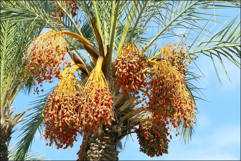کجي