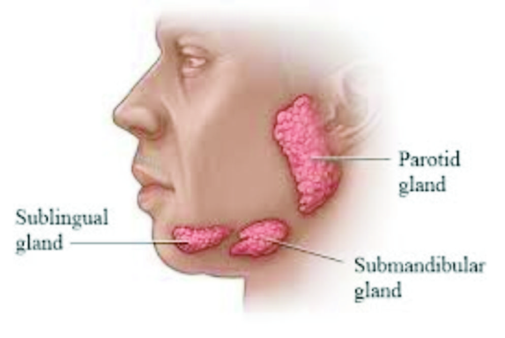 غدود (Gland)