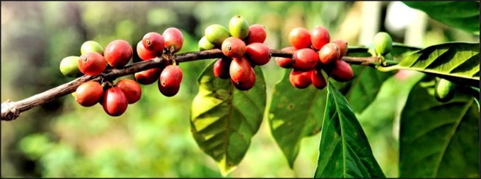 ڪافي (ٻوٽو)