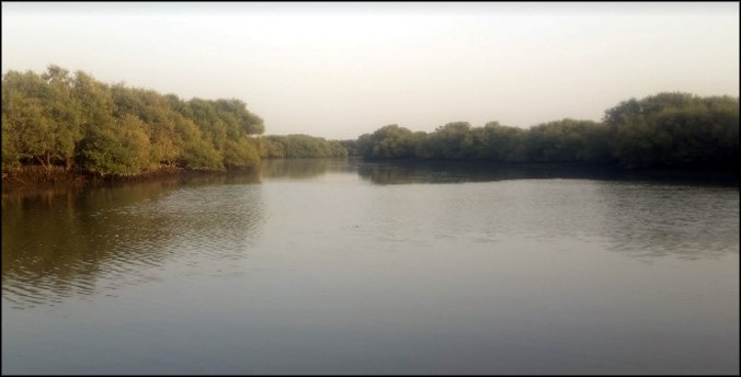 ڪانئري کاري